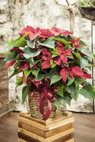 Red Poinsettia
