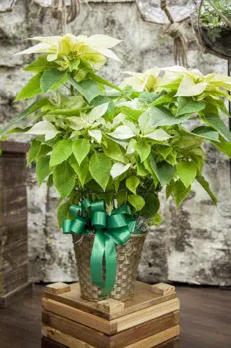 White Poinsettia