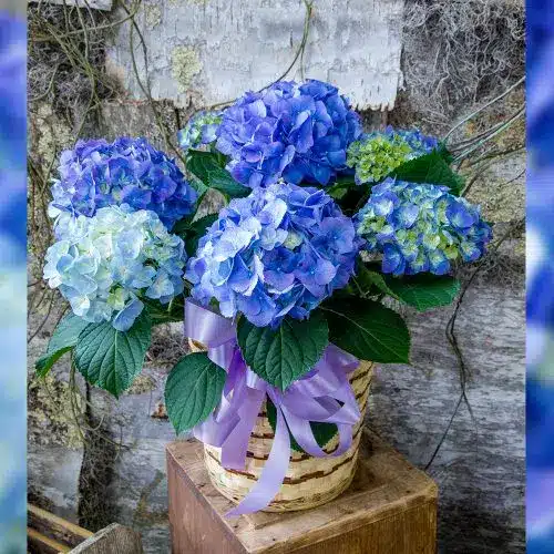 Blue Hydrangea