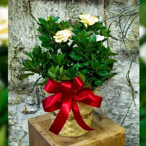 Gardenia