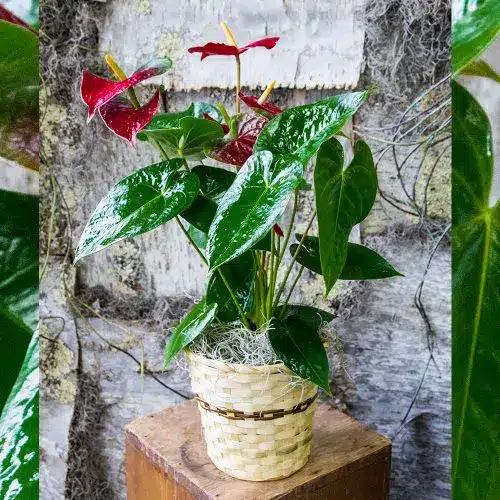 Anthurium