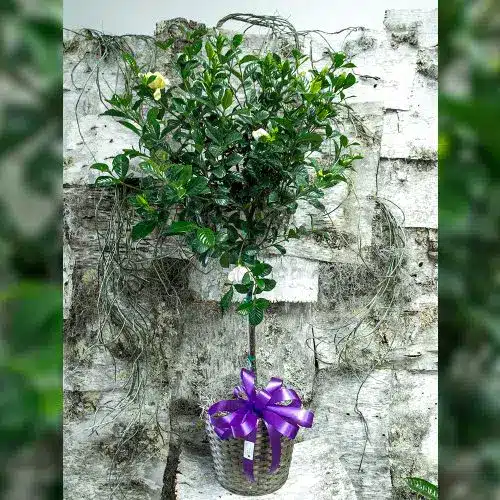 Gardenia Tree