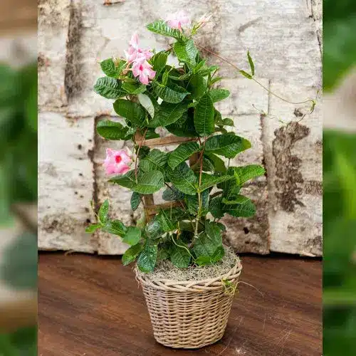 Pink Mandevilla