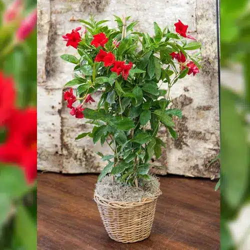 Mandevilla