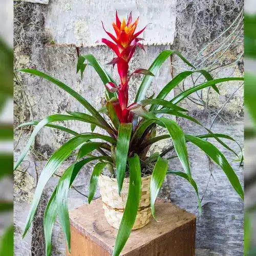 Bromeliad