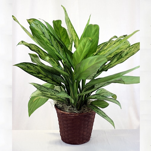 Chinese Evergreen