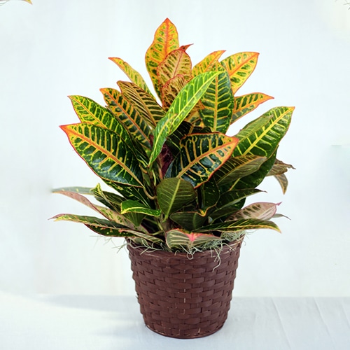 Croton