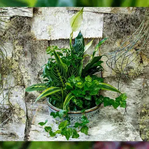 Dish Garden