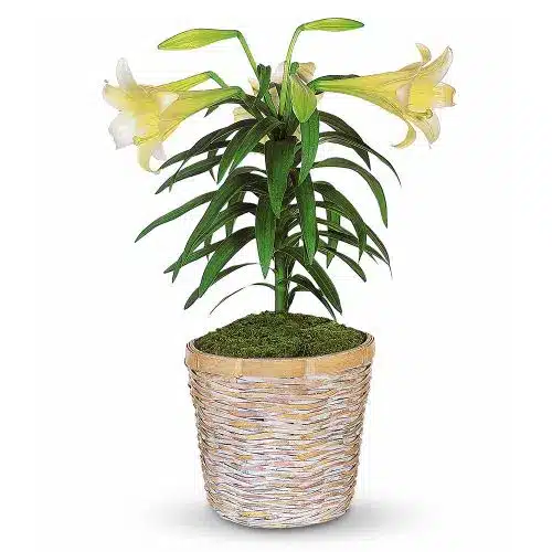 Easter Lily Plant
