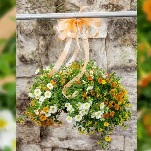 Hanging Bloomer - Image 3
