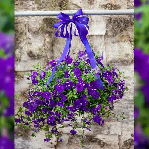 Hanging Bloomer - Image 2