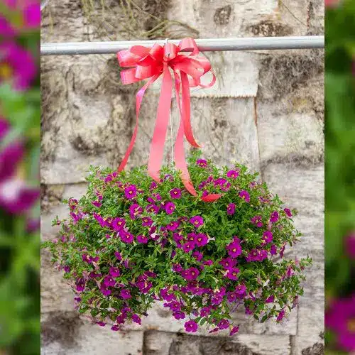 Hanging Bloomer