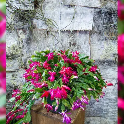 Hanging Christmas Cactus