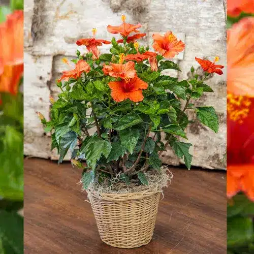 Hibiscus Bush