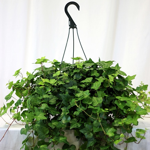 Hanging Ivy