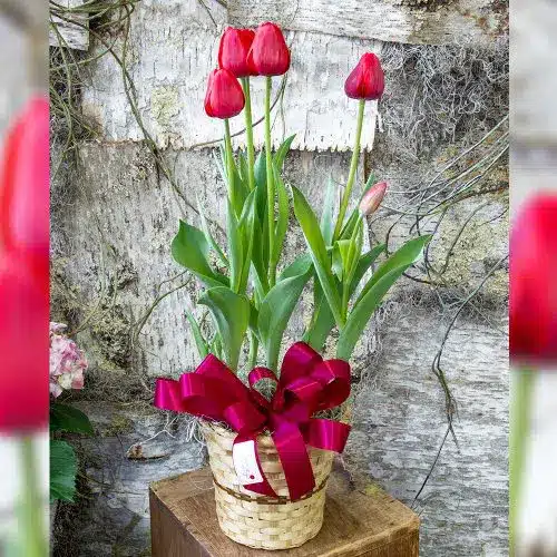 Tulip Plant