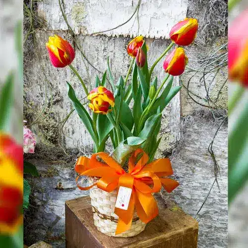 Orange Tulip Plant