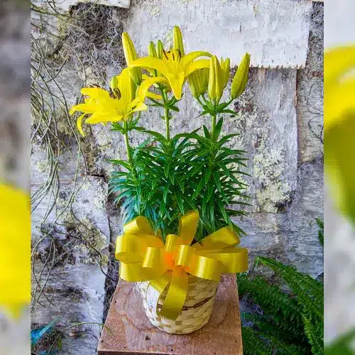 Yellow Asiatic Lily Plant