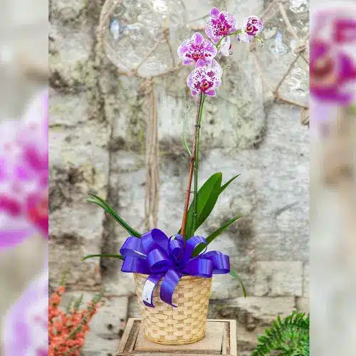 Phalaenopsis Orchid