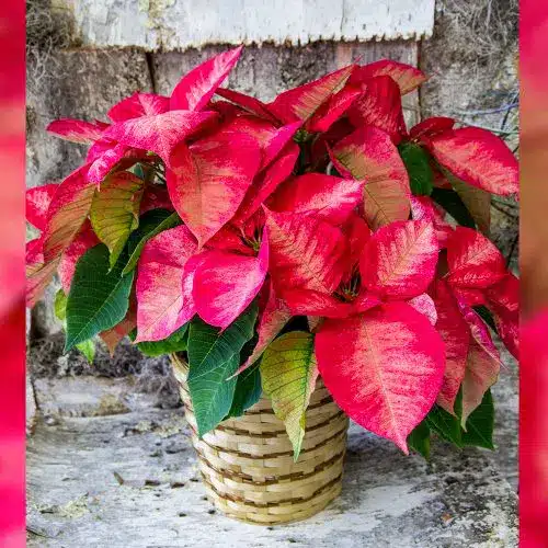 Marbled Poinsettia