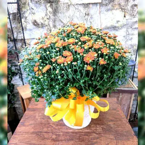 Mum Plant