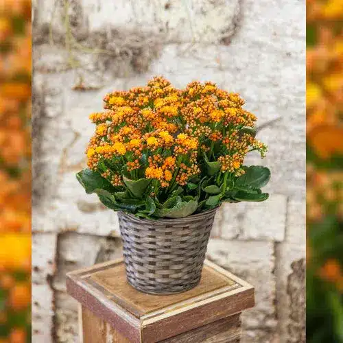 Orange Kalanchoe