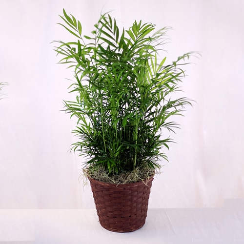 Palm Plant