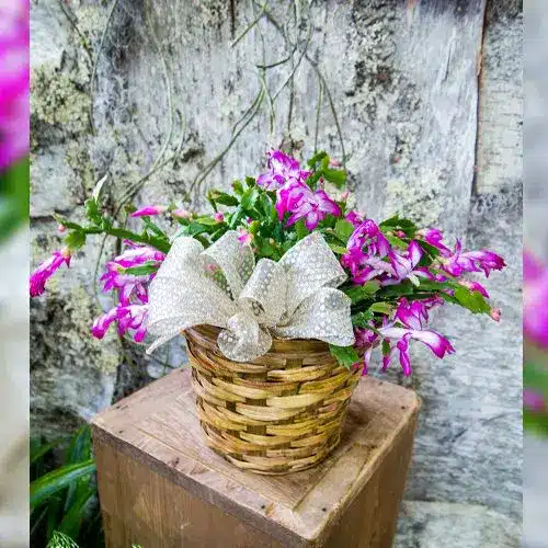 Potted Christmas Cactus