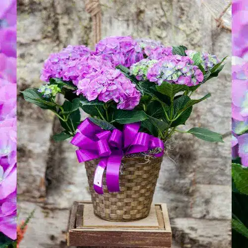 Purple Hydrangea