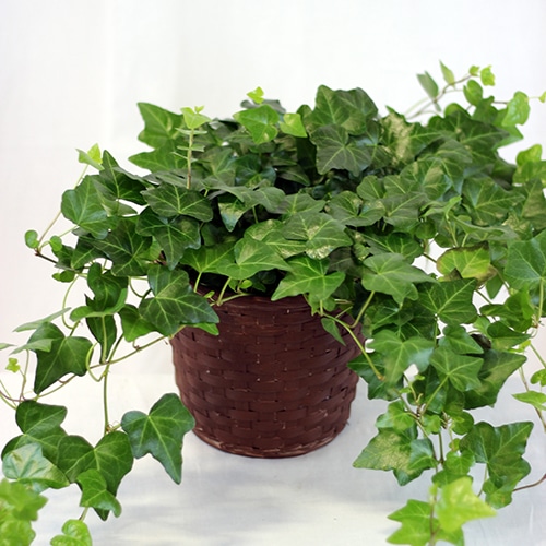 Potted Ivy