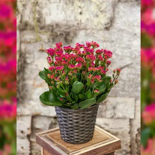 Pink Kalanchoe