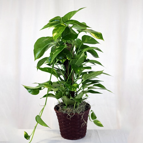 Pothos on a Pole