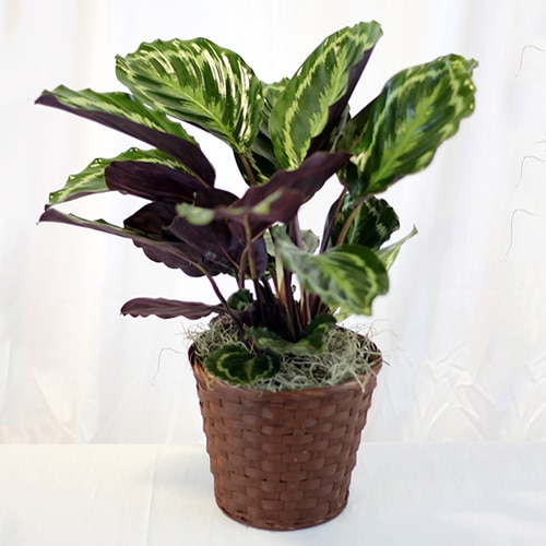 Prayer Plant