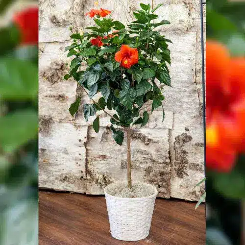 Hibiscus Tree