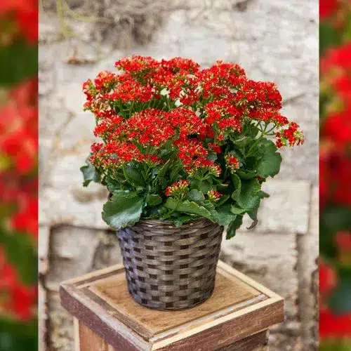 Red Kalanchoe