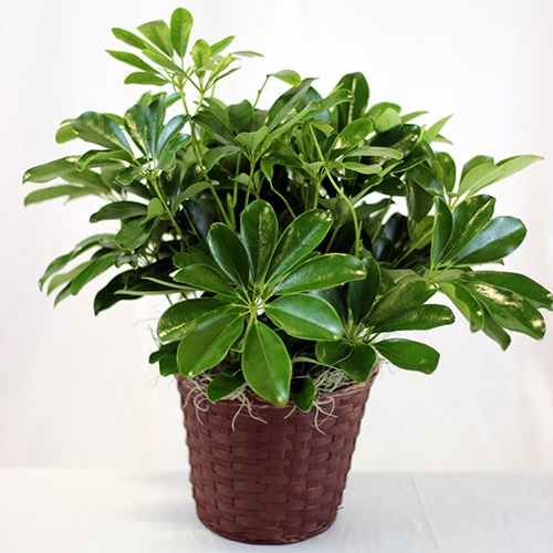 Schefflera
