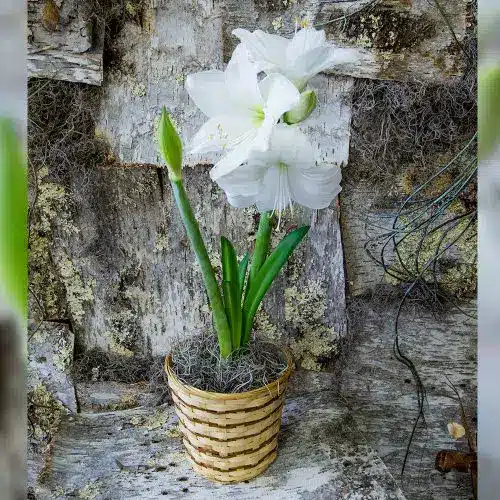 Merry Amaryllis