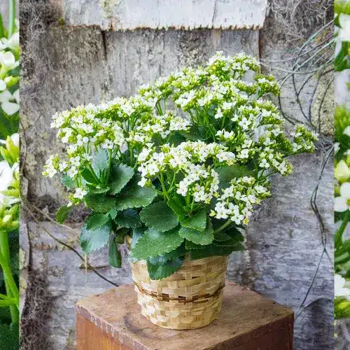 White Kalanchoe
