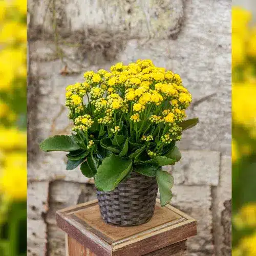 Yellow Kalanchoe