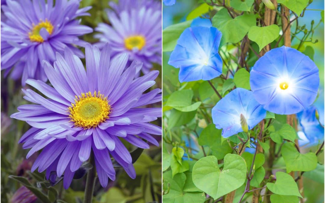 September Flowers: The Aster & The Morning Glory