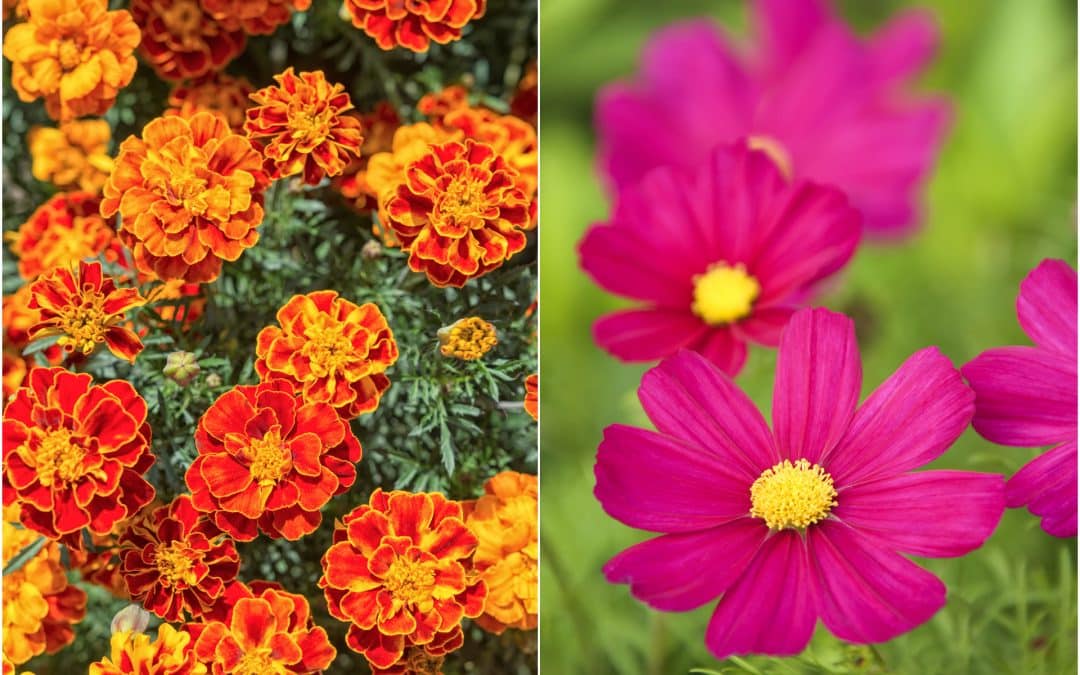 October Flowers: The Marigold & The Cosmos