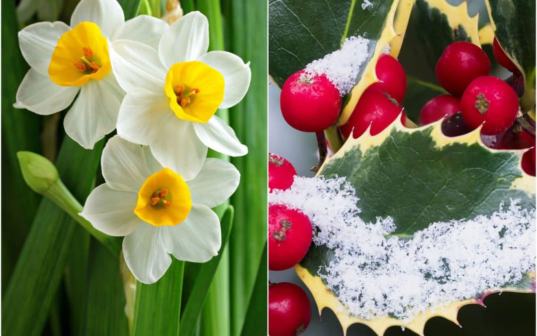 December Flowers: The Narcissus & The Holly