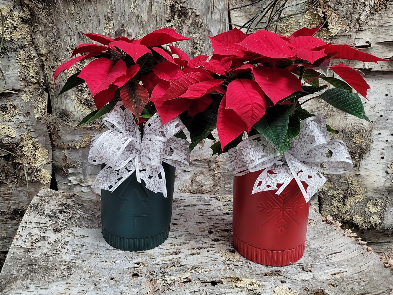 Traditional Poinsettia
