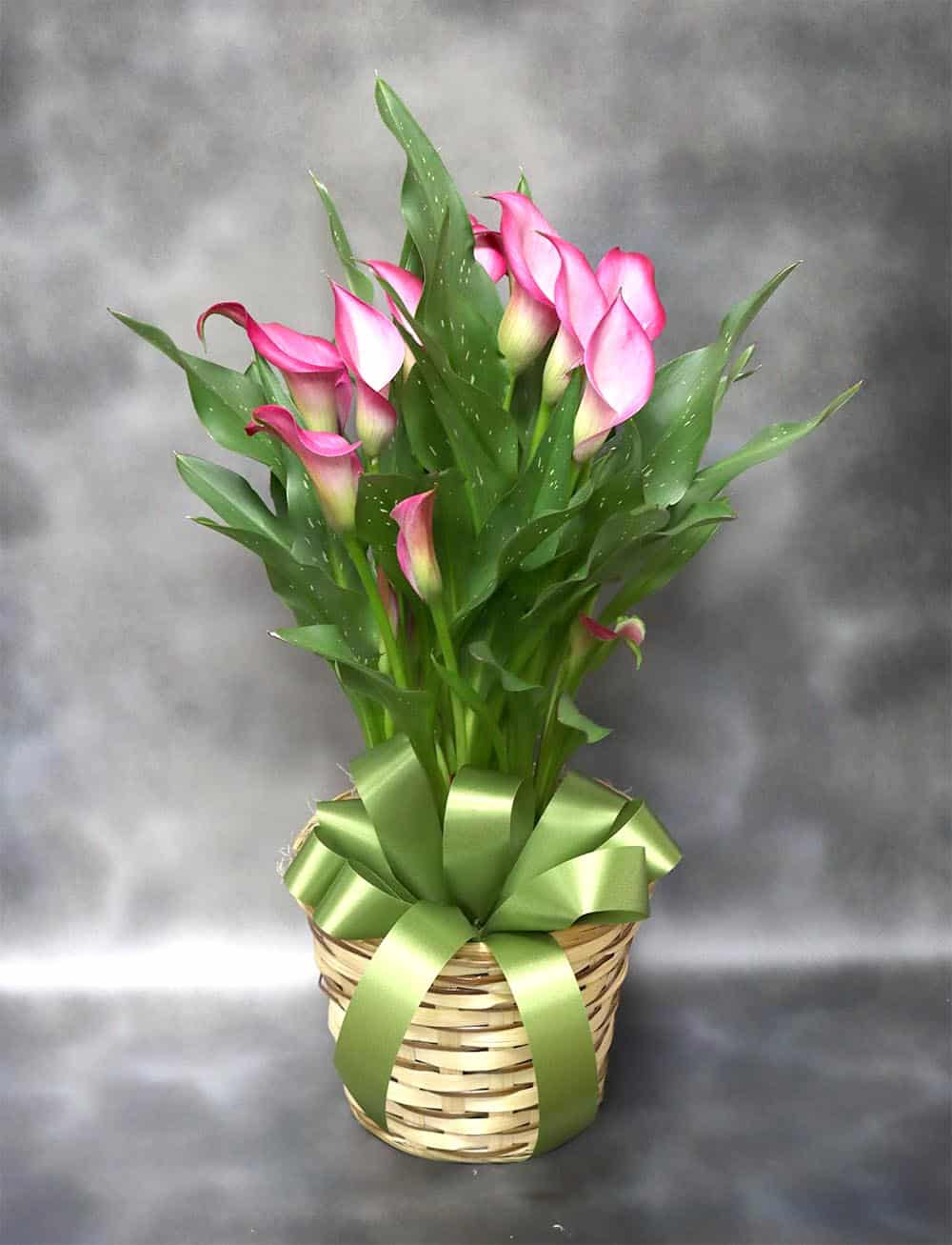Garden Calla Lily