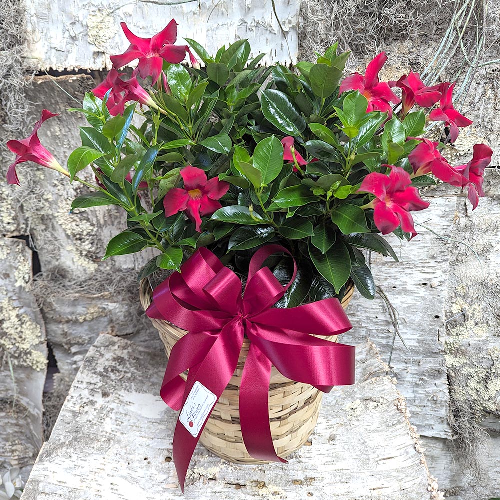 Mandevilla Bush