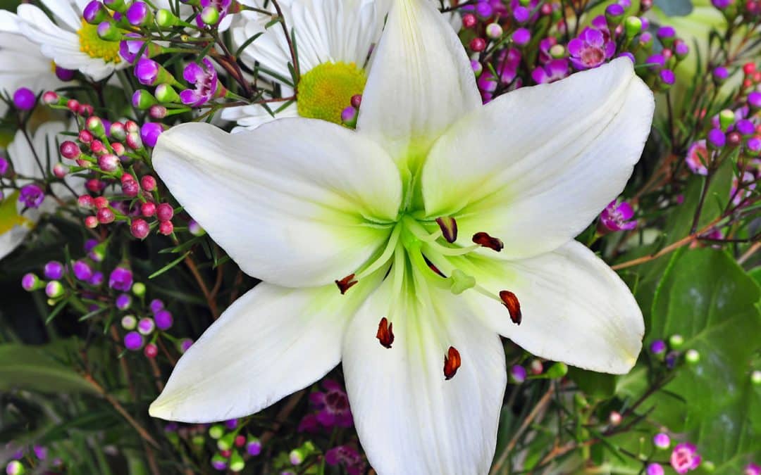 Easter Lily Origins: From Island Bloom to Symbol of Hope