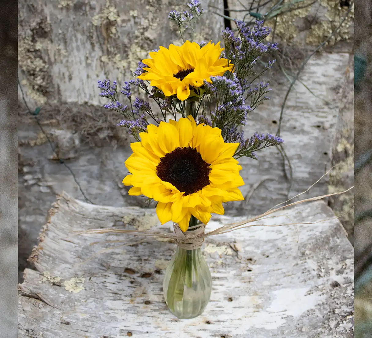 This minimalistic yet stunning arrangement features two vibrant sunflowers, their golden petals radiating warmth and joy arranged in a budvase.