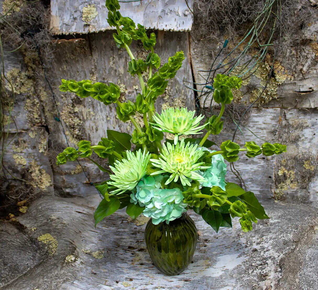 This refreshing floral arrangement showcases green Fuji mums, carnations, and Bells of Ireland, beautifully arranged in an elegant green glass vase. The Fuji mums, with their lush, feathery petals, add texture and volume, while the carnations provide a touch of softness with their ruffled edges. The Bells of Ireland gracefully extend upward, lending height and a touch of whimsy with their unique, bell-shaped blooms. Together, these verdant elements create a serene and harmonious display, perfect for celebrating nature's tranquil beauty.